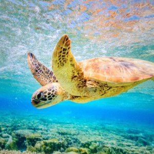 Meet your Posher, Ruth